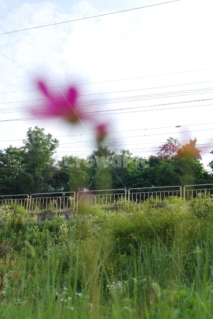 꽃,자연,식물,감성,빨강,식물,자연,plants,nature,꽃,flower