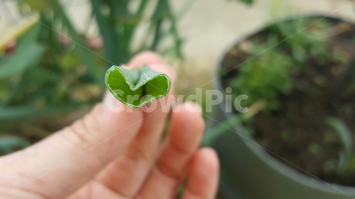 human,인간,person,사람,파,vegetables,springanion,leek,하트,사랑,love,텃밭,식물,취미,행복,신체일부,몸,body