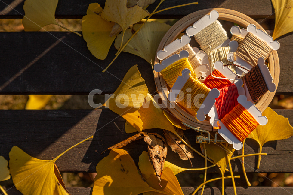 plant,식물,leaf,잎,가을,autume,실,자수,자수틀,가을,계절,fall,autumn,season