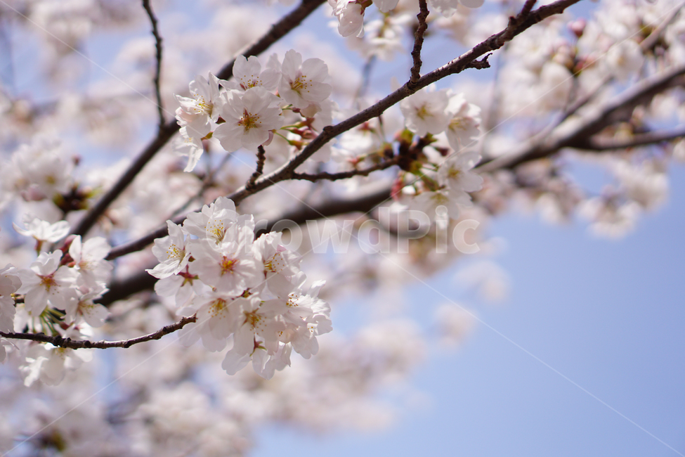 꽃,벚꽃,봄나들이,봄,분홍,봄,계절,spring,season,식물,자연,plants,nature,꽃,flower,plant