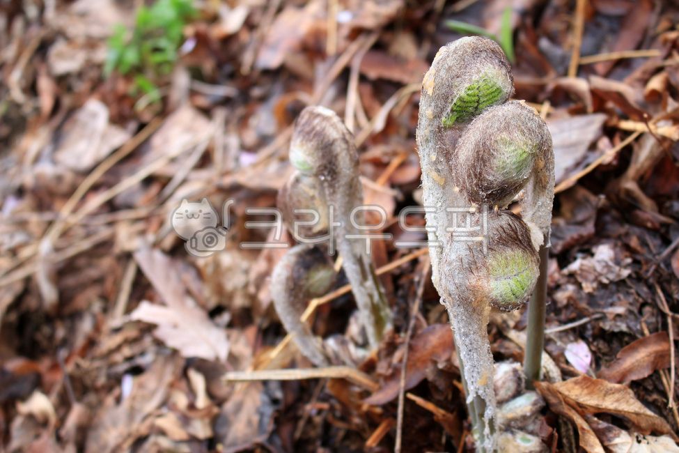 고비,임산물,산나물,고비나물,임업,고비재배