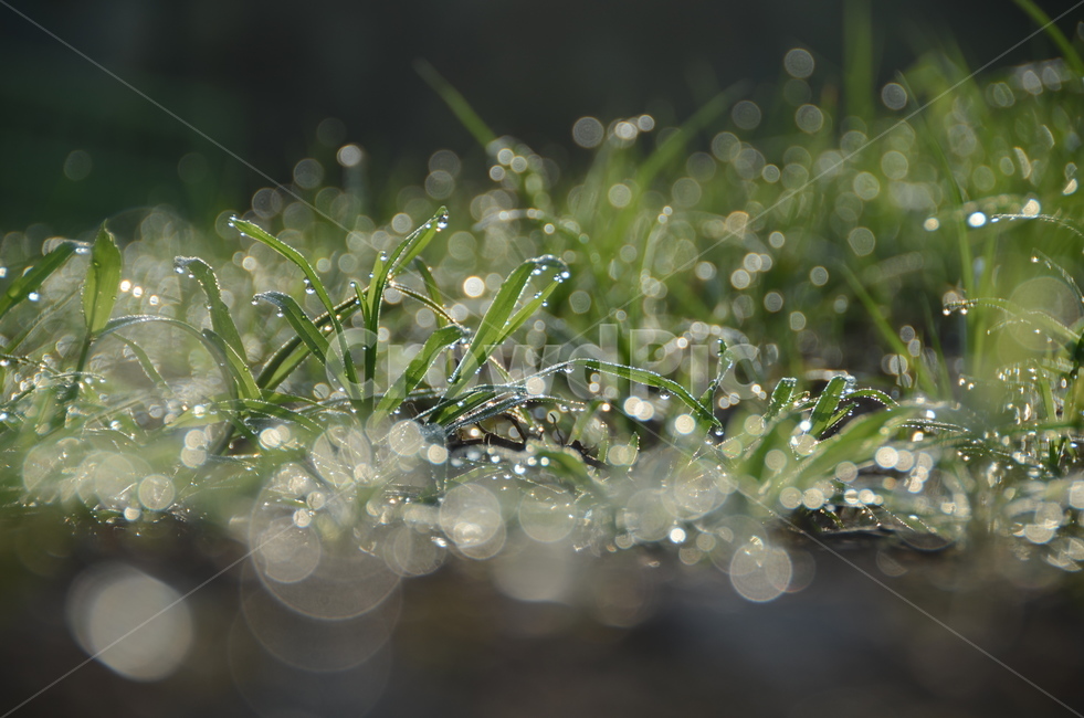 식물,작은물방울,이슬,아침,보케,식물,자연,plants,nature