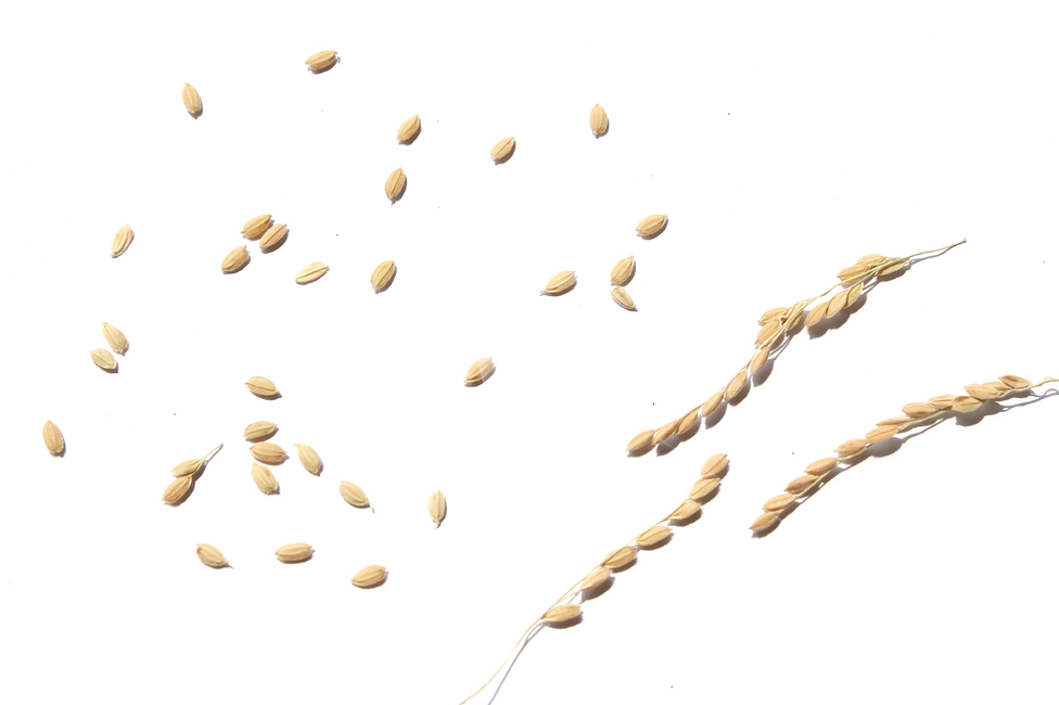 쌀,벼,곡식,곡물,음식,식재료,요리,곡류,rice,cereal,dry,ear,farming,food,gold,grain,harvest,isolated,korea,meal,nutrition,organic,plant,seed,yellow,cook,화이트,흰색,하얀색,흰배경,쌀알,알갱이,볍씨,씨,씨앗,열매,쌀알갱이,식물,자연,곡류,곡식,cereals,누끼,remove background