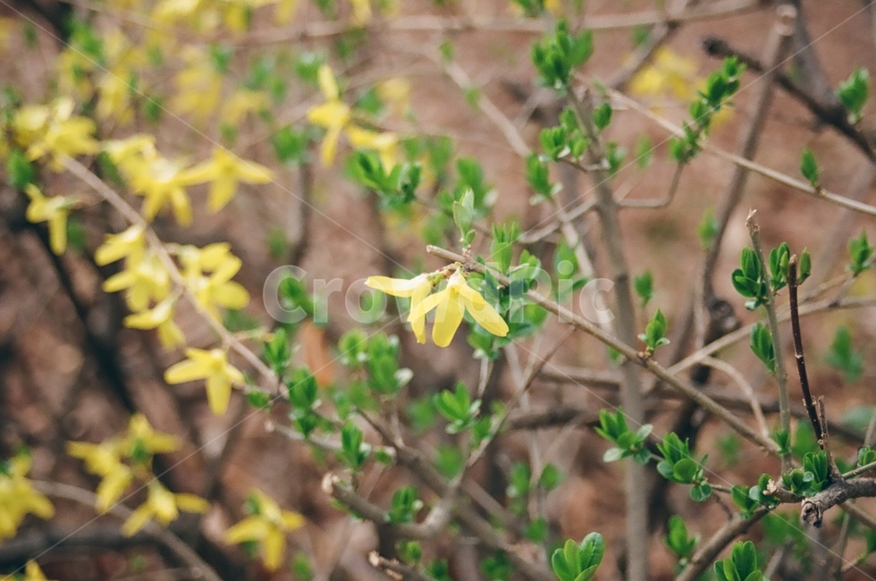 꽃,flower,감성사진,자연,nature,풍경,landscape