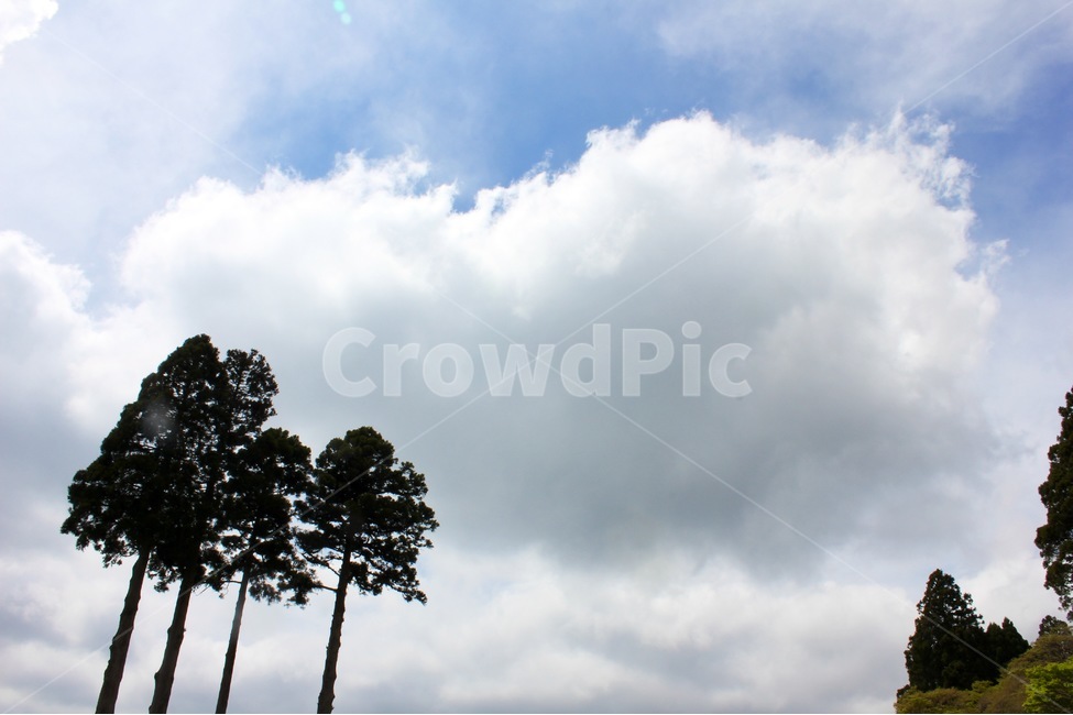 구름,하늘,나무,풍경,자연,하늘색,감성,감성사진,풍경사진,sky,trees,emotion,nature,cloudy,cloud,자연,풍경,nature,landscape,outdoors,옥외,tree,plant,식물