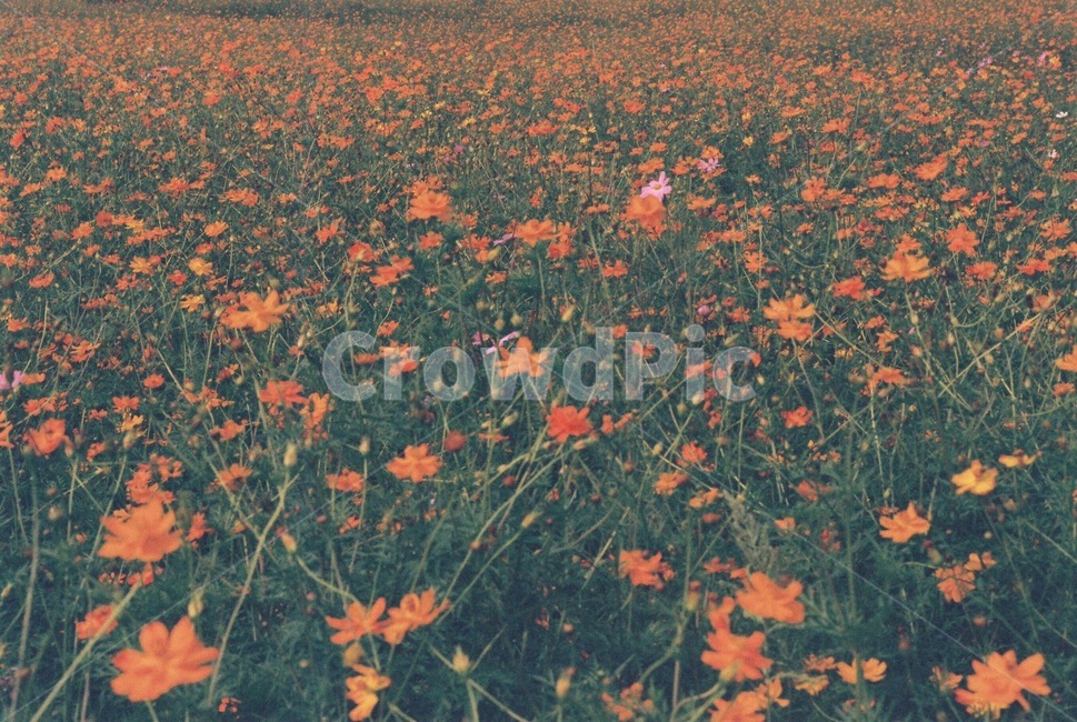 코스모스,경주,가을,꽃,필름사진
