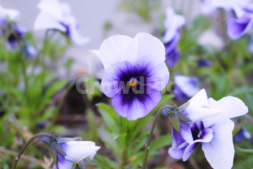 식물,plant,flower,꽃,blossom,푸름
