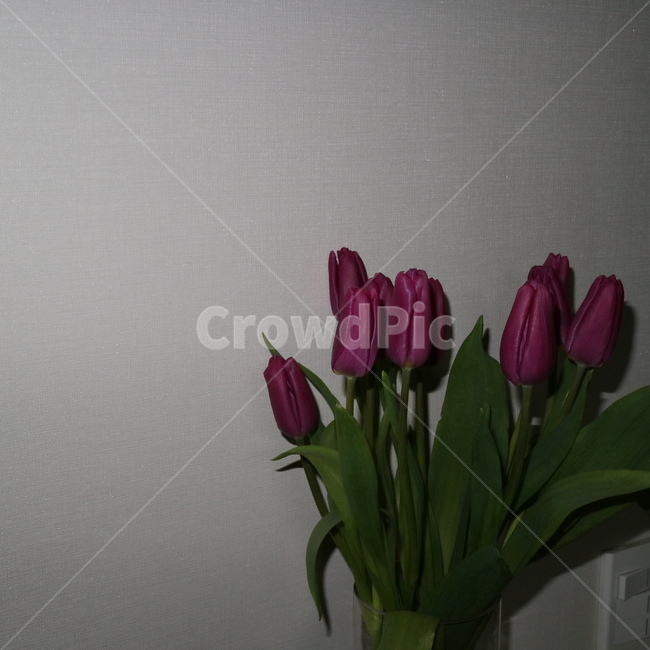 plant,식물,flower,꽃,blossom,식물,자연,plants,nature,꽃,flower