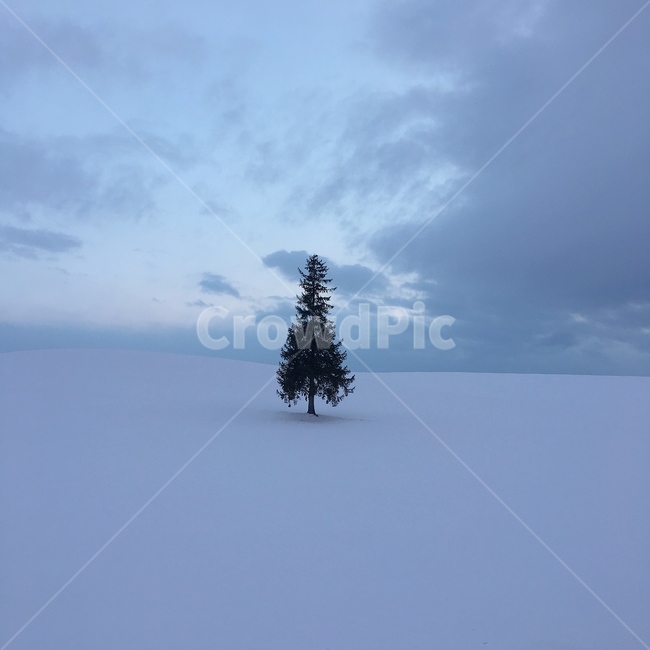 크리스마스나무,크리스마스트리,눈언덕,눈쌓인언덕,christmastree,하늘,구름,cloud,snow,white,겨울,계절,winter,season,자연,풍경,nature,landscape,tree,나무,plant,식물