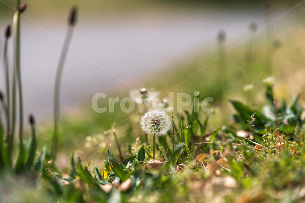 민들레,민들레홀씨,꽃,봄꽃,봄,자연,flower,spring,식물,자연,plants,nature,꽃,flower,휴식,힐링,rest,relaxation,healing