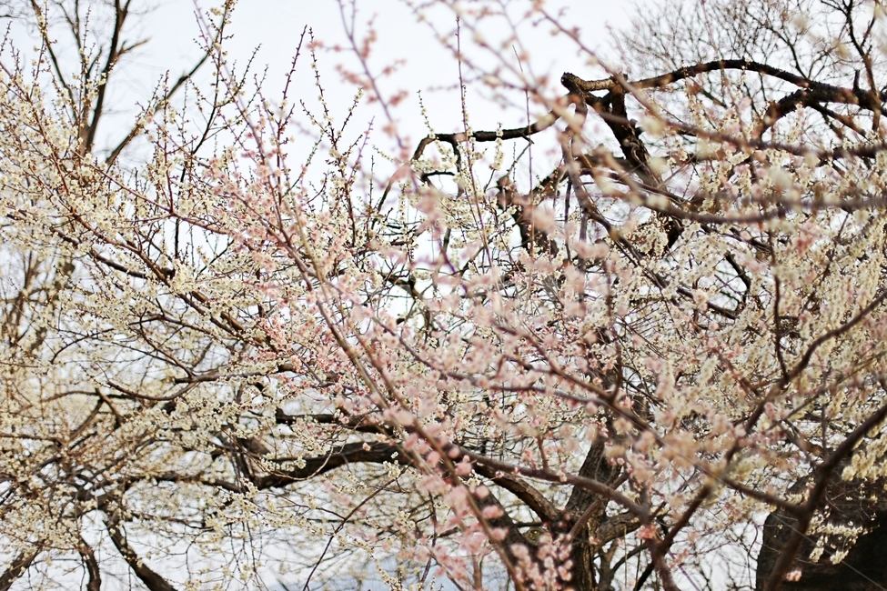 하동,경남하동,매화마을,매화축제,매화꽃,매화,꽃,flower,hadong,봄,계절,spring,season,식물,자연,plants,nature,꽃,flower,plant,blossom