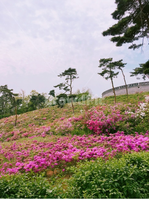 강화도,광성보,관광지,강화광성보,유적지,철죽,자연,풍경,nature,landscape,summer,여름