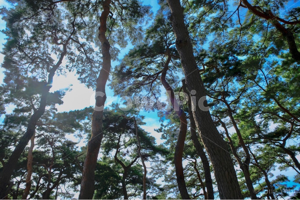 소나무,안동,나무,가을,하늘,소나무숲,식물,자연,plants,nature,나무,trees,wood