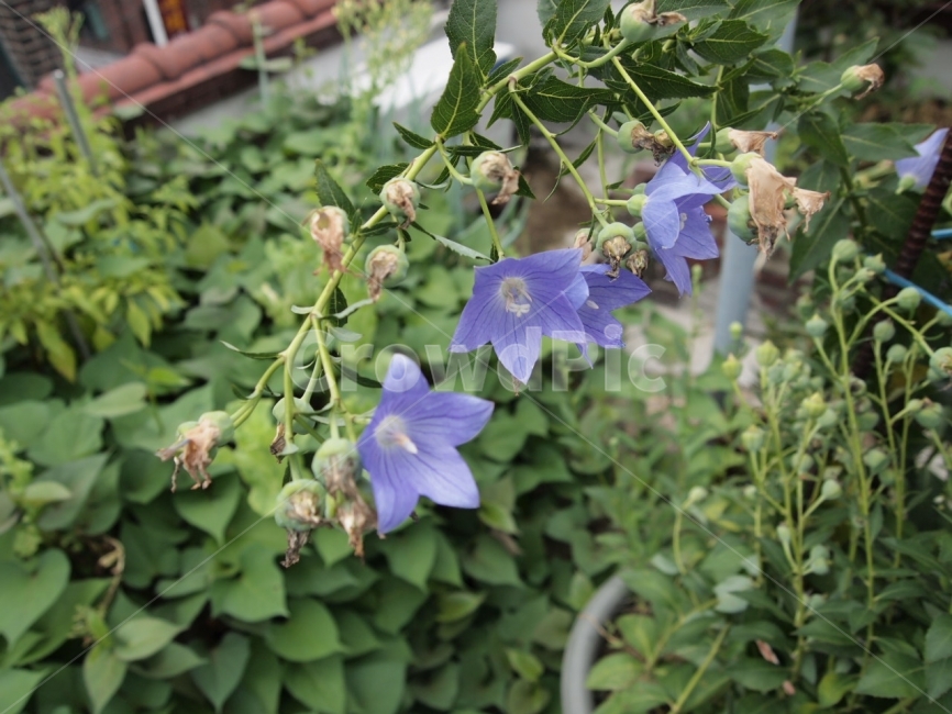 도라지,꽃,식물,자연,나무,식물,자연,plants,nature,꽃,flower