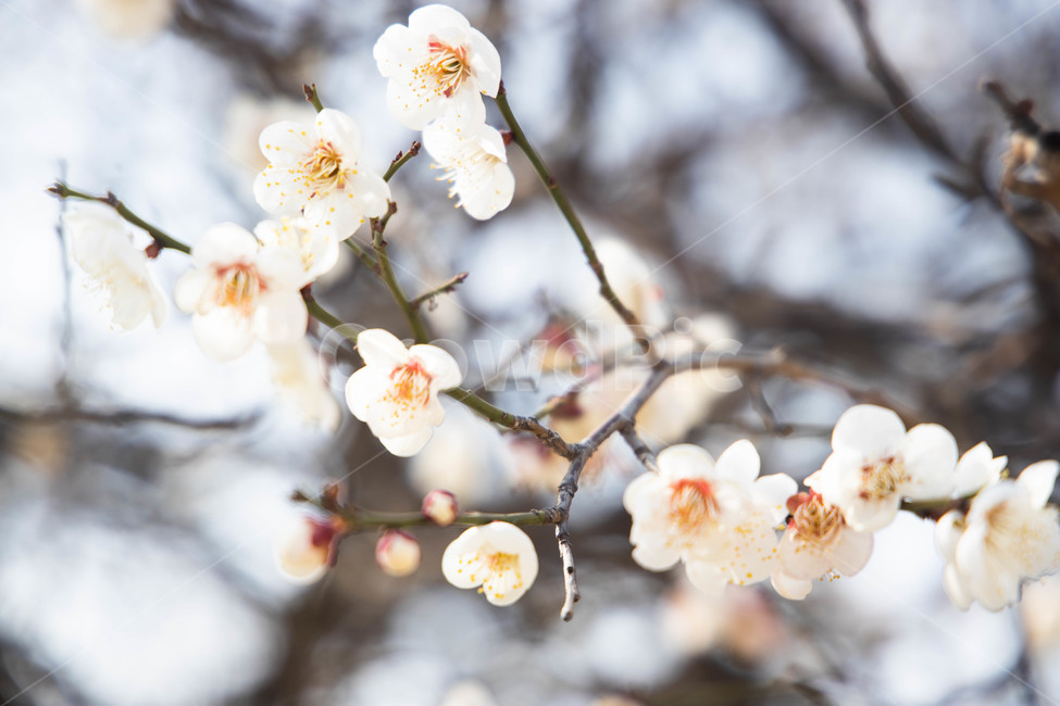매화,꽃,나무,배경,벚꽃,봄,계절,spring,season,식물,자연,plants,nature,꽃,flower,plant