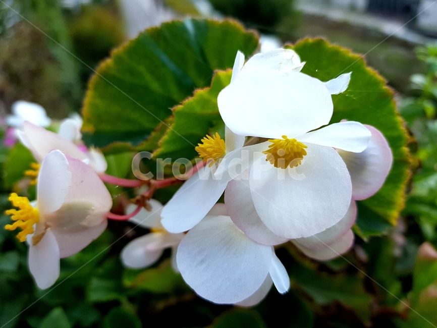 식물,꽃,geranium,flower,plant,식물,자연,plants,nature,꽃,flower