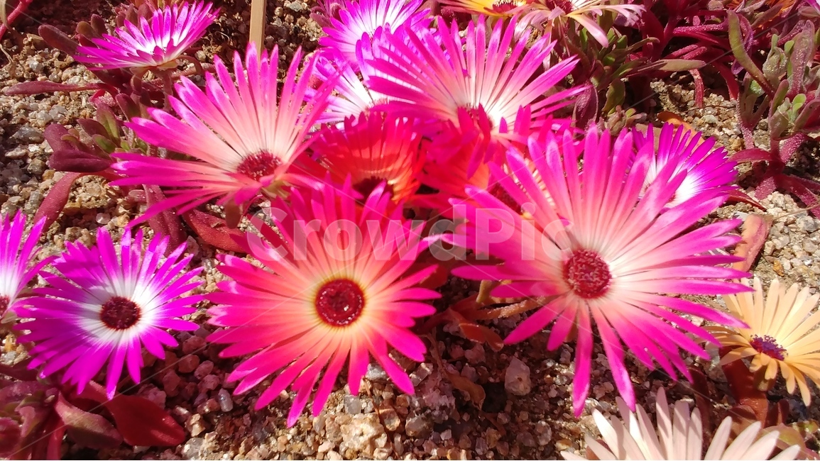 꽃,식물,자연,flower,nature,plants,spring,봄,garden,식물,자연,plants,nature,꽃,flower