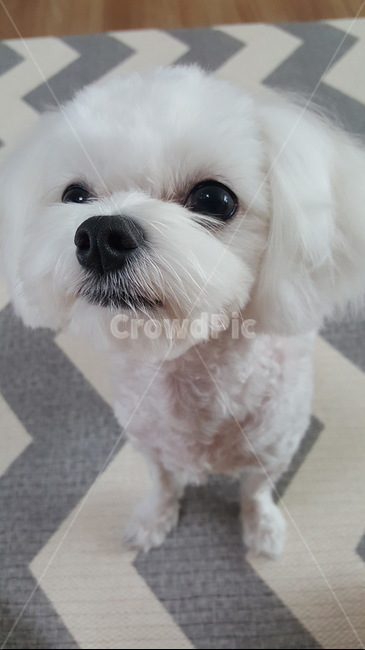 댕댕이,강아지,반려견,dog,개