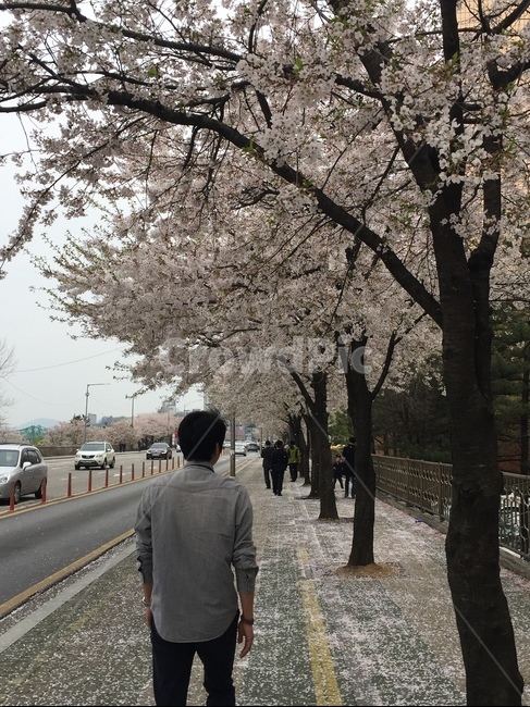 남자,벚꽃길,뒷모습,남자뒷모습,걷는뒷모습,봄,계절,spring,season,사람,인물,인간,human,person,남성,남자,man,male,plant,식물