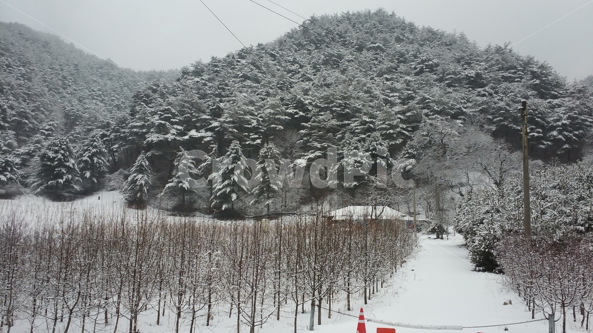 눈,설경,숲,시골,산,자연,겨울,계절,winter,season,자연,풍경,nature,landscape,tree,나무,plant,식물