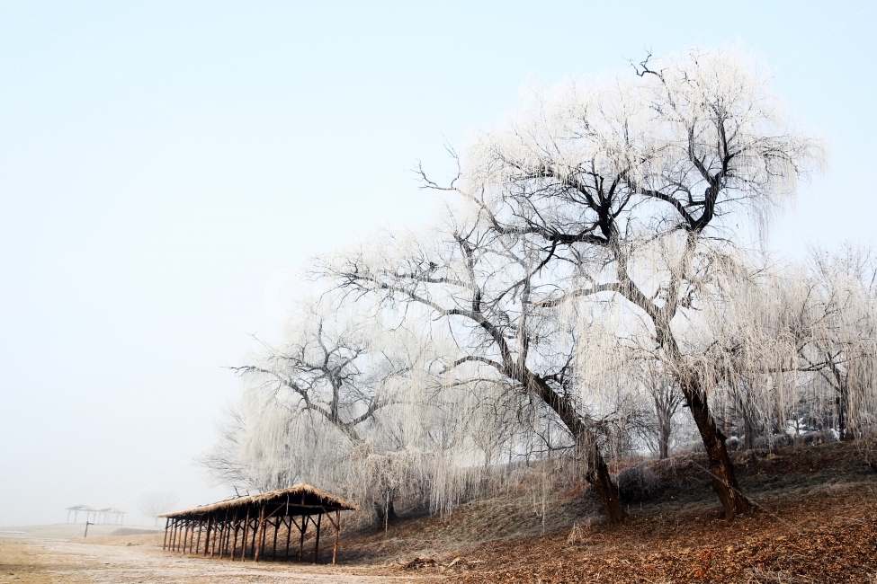 여주,상고대,신륵사,느티나무,눈꽃,흰,느러짐,겨울,계절,winter,season,자연,풍경,nature,landscape,outdoors,옥외