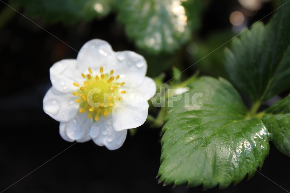 꽃,자연,nature,flowers,background,식물,자연,plants,nature,꽃,flower