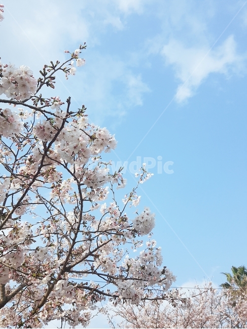 벚꽃,봄,맑은하늘,제주도왕벚꽃,왕벚꽃,봄,계절,spring,season,plant,식물,flower,꽃,blossom