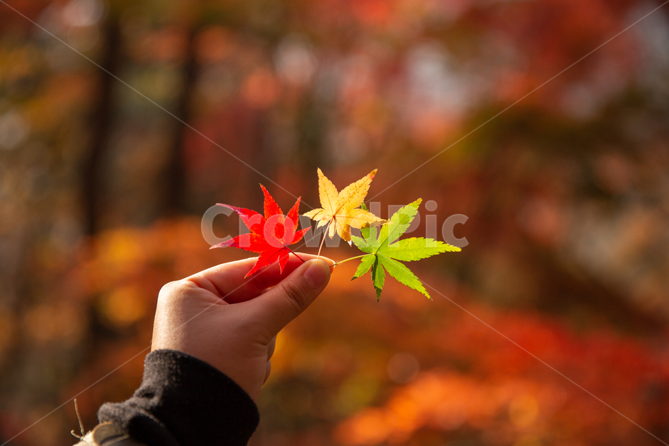 백양사,절,단풍,신호등,가을,가을,계절,fall,autumn,season,plant,식물,leaf,잎,tree,나무