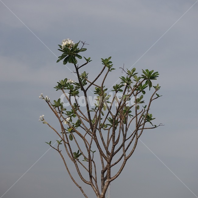 나무,하늘,배경,꽃,감성,빈티지,느낌