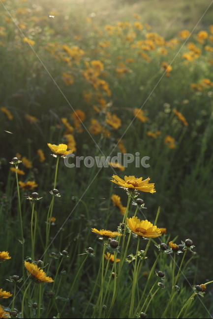 금계국,햇살,빛,아침,풍경,노랑,식물,자연,plants,nature,꽃,flower,휴식,힐링,rest,relaxation,healing