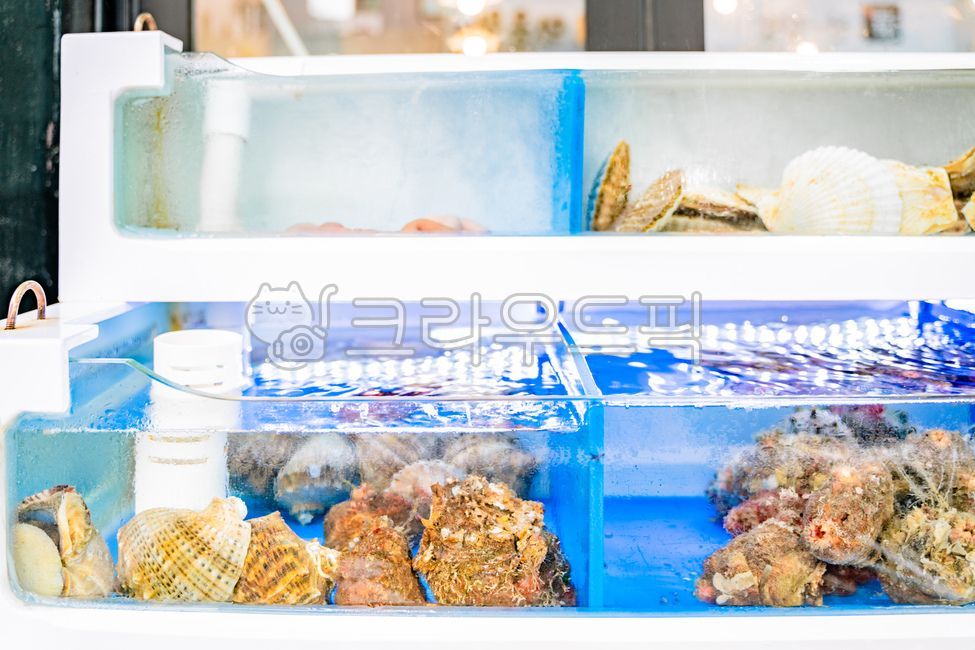 Sashimi Restaurant Aquarium,conch,Raw fish restaurant conch,aquarium,raw fish restaurant