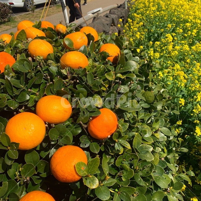 귤,유채꽃,봄,꽃,제주도,과일,열매,fruit