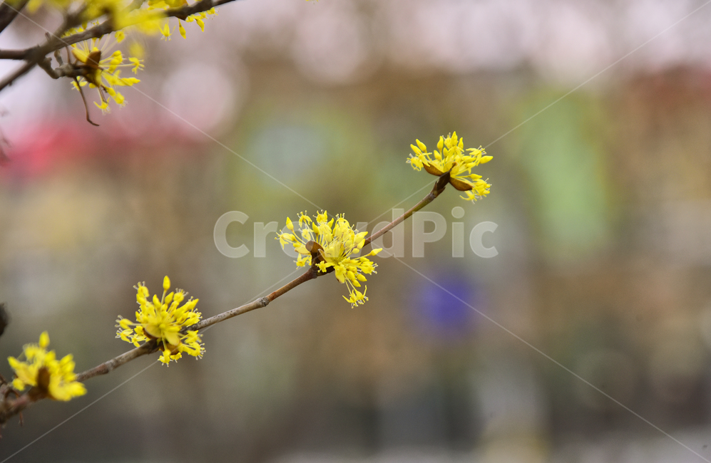 산수유,봄꽃,노랑꽃,계절,시즌,나무꽃,season,blossom,꽃,flower,식물,plant,옐로우,노랑색,yellowflowers,야외,옥외,아웃도어,배경,바탕,백그라운드,봄,계절,spring,season