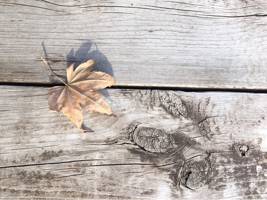 가을,단풍,나뭇잎,목재,테이블,가을,계절,fall,autumn,season,leaf,잎,plant,식물,tree,나무