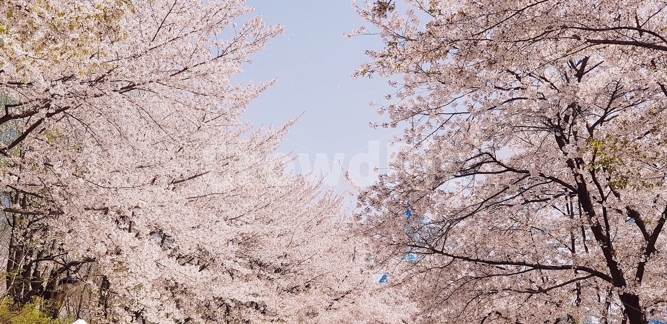 벚꽃,봄,벚꽃나무,분홍색,꽃눈,핑크,벚꽃길,봄,계절,spring,season,자연,풍경,nature,landscape,plant,식물,flower,꽃,blossom