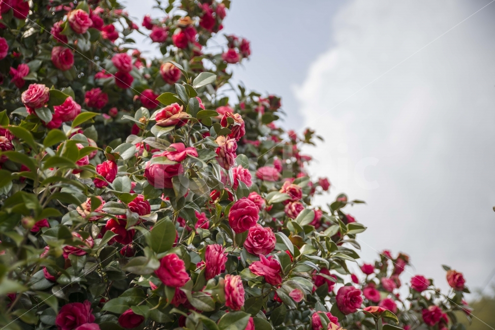 봄,봄꽃,풍경,시골,장미,식물,자연,plants,nature,꽃,flower