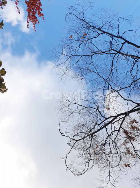 맑은하늘,아침하늘,파란하늘,흰구름,나뭇가지,자연,풍경,nature,landscape