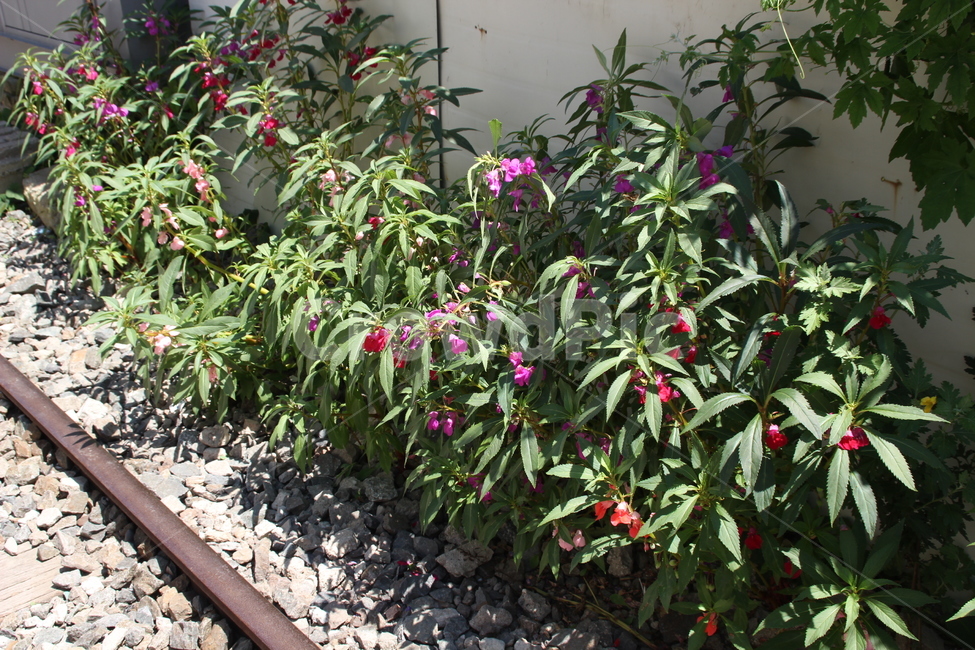 경암철길,봉숭아,봉선화,기찻길,기차,철로,군산,kyeongamrailroad,gardenbalsam,railroad,train,railway,gunsan,식물,자연,plants,nature,꽃,flower