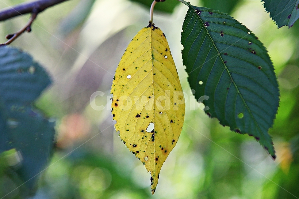 단풍,낙엽,잎,나무잎,가을,식물,자연,계절,색상,색감,칼라,가을,계절,fall,autumn,season,식물,자연,plants,nature,veins,정맥