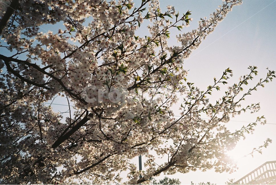 벚꽃,봄,계절,spring,꽃,나무,빛,따뜻한,햇빛,white,봄,계절,spring,season,plant,식물,blossom,flower,cherry blossom