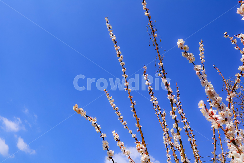 매화,꽃,나무,하늘,구름,봄,계절,spring,season,식물,자연,plants,nature,꽃,flower