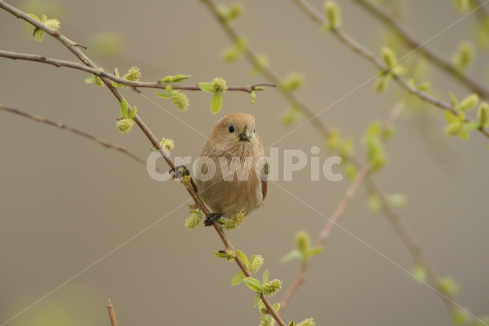 붉은머리오목눈이,텃새,조류,봄,새,동물,animal,조류,새,birds