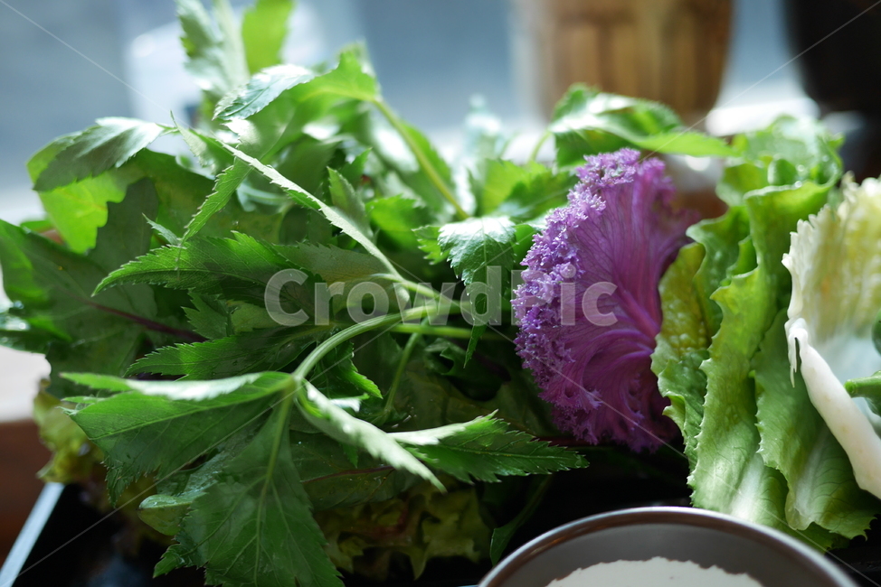 plant,식물,야채,쌈밥,음식,food,음식,식재료,요리,food,cook,meal,dishes,food reserves,채소,야채,vegetables