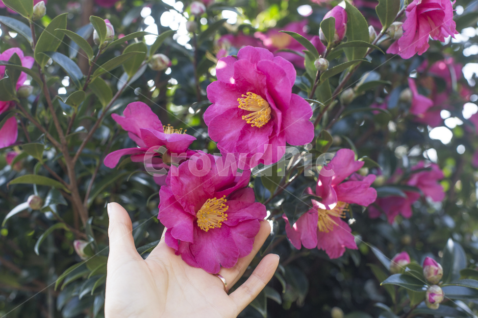동백꽃,동백나무,동백,꽃,카멜리아,식물,사람,손,식물,자연,plants,nature,꽃,flower