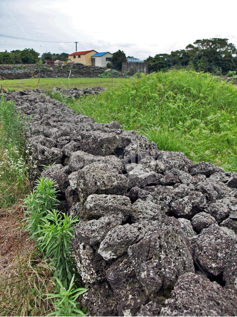 김녕농로,제주,올레19코스,올레길,밭,돌담,제주도,jeju,jeju island,시골,마을,풍경,landscape,country,rural,town