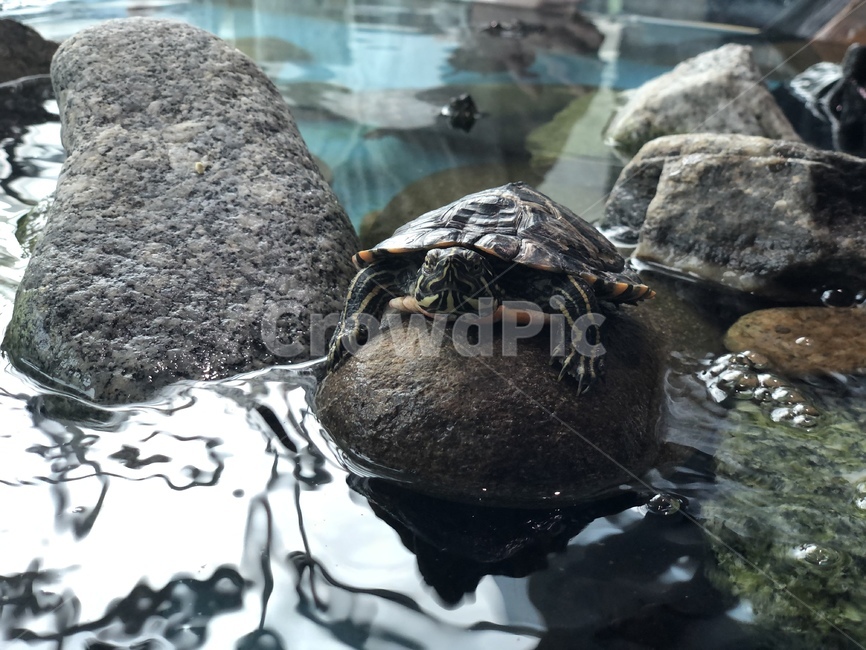 거북이,돌,물,수조,turtle,파충류,양서류,reptile,amphibian