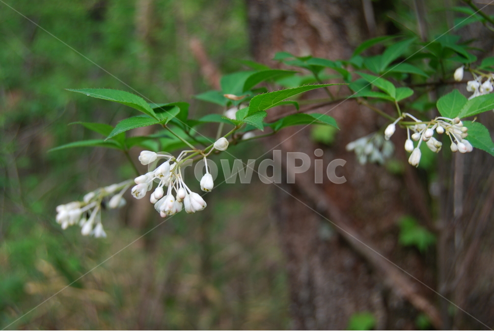 기백산,금원산,함양군,수목원,휴양림,식물,자연,plants,nature,꽃,flower