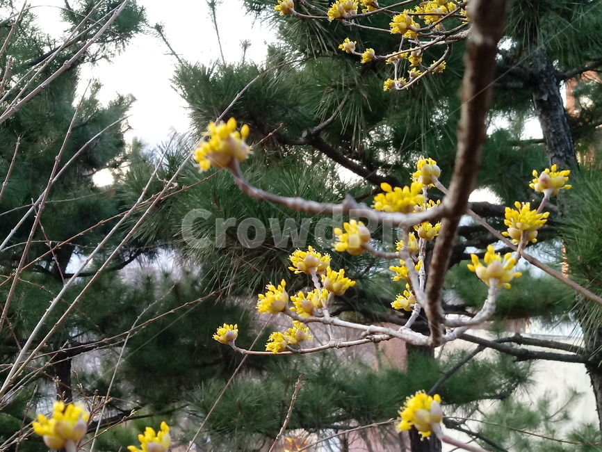 나무,나무가지,tree,treetrunk,plant,산수유,산수유꽃,노란색꽃
