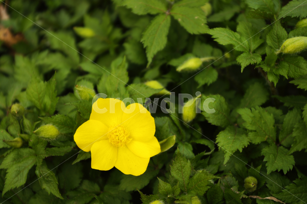 봄,spring,계절,식물,plant,자연,nature,꽃,flower,식물,자연,plants,nature,꽃,flower