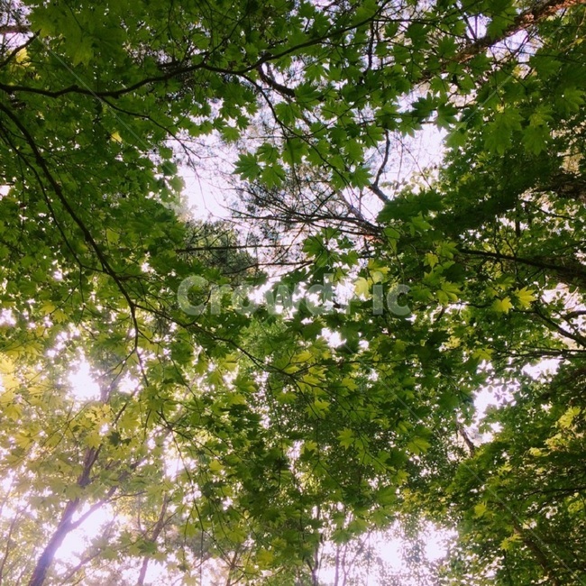 나무,나뭇잎,햇빛,나무와하늘,따스함,상쾌함,상쾌,하늘,나뭇잎사이로들어오는햇빛